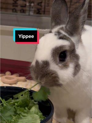 Yippee loves his veggies! 🐰 #bunnyasmr #bunnyasmrveggies #bunnyeatingasmr #bunnyeatingveggies #eatyourvegetables #cutebunny #cutepetvideos #dwarfbunny #rescuebunny 