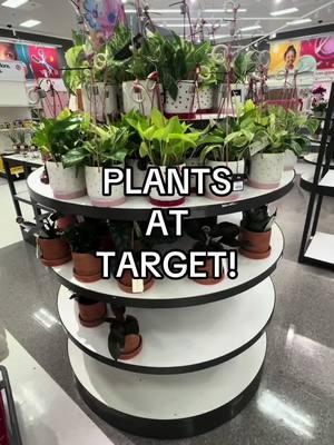 Target’s got plants! 🪴  #plantlovers #plantladylife #plantshopping #houseplantcare #houseplantlover #plantlady 