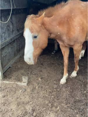 Here’s the long video from today😂 #horse#horses#diamondacres 