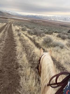 My kids talkin cows on our ride 😂😂. #cowboykid #horses #horsetraining #utah #horsetrainersoftiktok #bzthorsetraining #bzthorses 