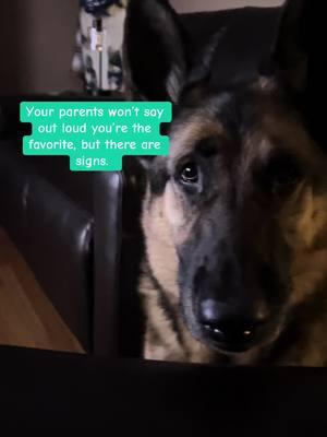 #germanshepherd #larry #goodboy #Siblings #dogmom #dogdad #foryoupageofficial #fyp #gsd #dog #pet #favoritechild #PetsOfTikTok #dogsoftiktok 