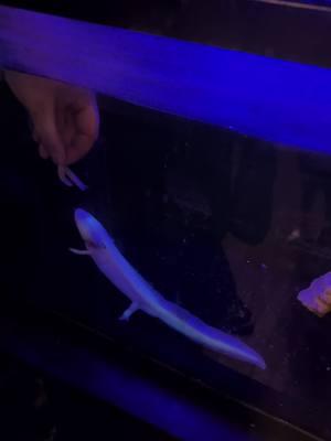 #axolotl #feedingtime #pet #axolotlsoftiktok #PetsOfTikTok #amphibian #amphibiansoftiktok #cool #cute #creature