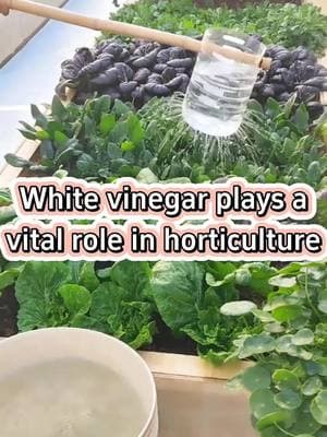 #garden #gardening #gardening101 #gardentips #gardeningtips #gardeninghacks #agriculture #farming #plants #planting #planttips #vegetables 