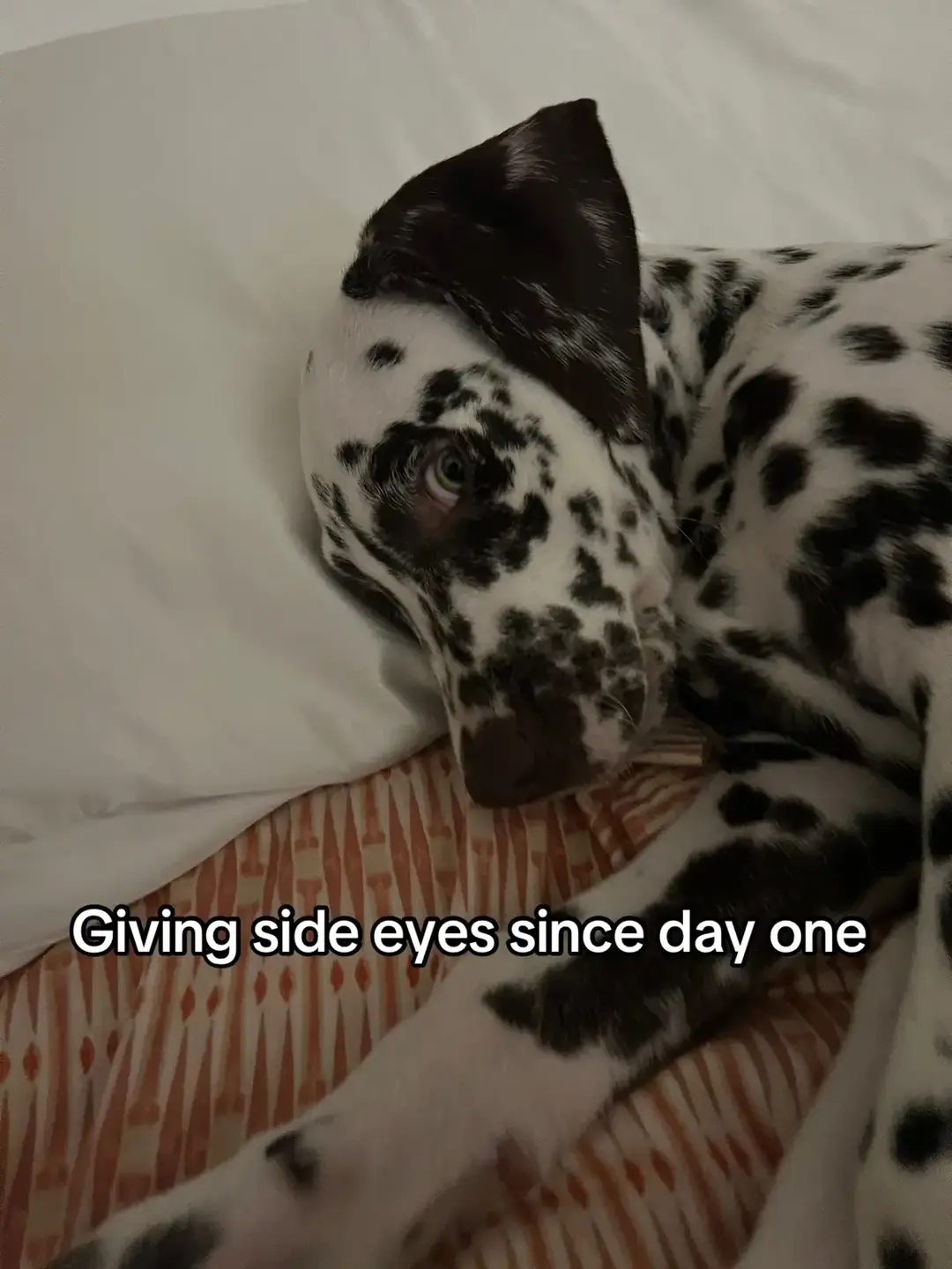 He was such a cute puppy 😭 #dalmatianpuppy #dalmatian #cutedogs #puppies #dogsoftiktok #doglover 