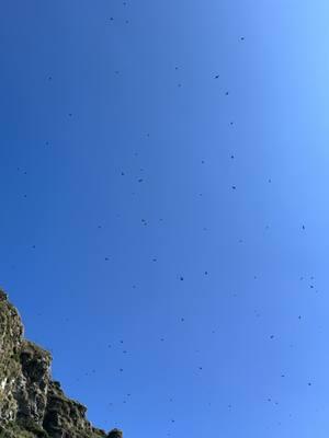 Those are all birds!  #hiveisland #alaska #bird #birds #birdsoftiktok #puffin #puffins 