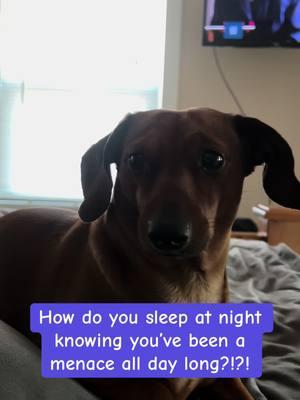 Rugus Dingus! #doxie #sausagedog #minidachshund #lowrider #hotdog #wienerdog #longdog #furbaby #DogMom #purebreddogs #fypツ #minidachshundsoftiktok #fypage #dachshundsoftiktok #PuppyTok #minidoxiesoftiktok #dogsoftiktok #sausagedogsoftiktok #DogTok #wienerdogsoftiktok #PetsOfTikTok #doxiesoftiktok #andGO #fypシ゚viral #EndlessJourney #fyp #fypシ 