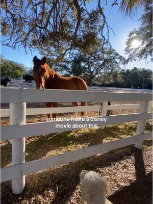 monty loves visiting the horses!  #horses #dogs #dogsandhorses #farmlife #countrylife #disneymovie #cartoon #animation #lifeislikeamovie 