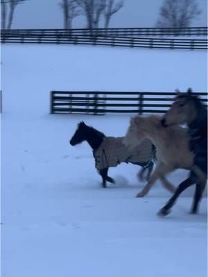 Ashe’s first real snow🫶❄️🩷 #snowstorm #kentuckylife #firstsnow #connemara #connemarasoftiktok #connemarapony #snow #snowday #poniesoftiktok #pony 