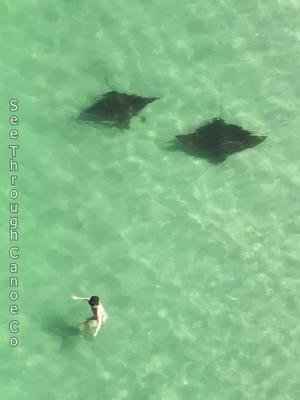 Really Big Rays swimming past people at the beach in Florida. Most of the people didn't see the large Spotted Eagle Rays swimming right by them.  #nature #beach #animals #florida #wildlife #sea