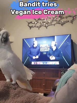 Bandit tries VEGAN Ice Cream #BanditTheCockatoo #vegan #icecream #plantbased #makebetterchoices #eatinghealthy  #parrotsoftiktok #talkingparrot #cockatoo #umbrellacockatoosoftiktok #umbrellacockatoo #talkingbird #parrot #attitude #personality #bird #birb ##birdsoftiktok #birbtiktok #birbturd #birbtok #birdsofinsta #cockatoosofinstagram #parrotsofinstagram #tiktokfamous