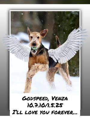 #heartbroken #goodbye #venza #airedaleterrier #rip #sweetgirl #bestdogever 