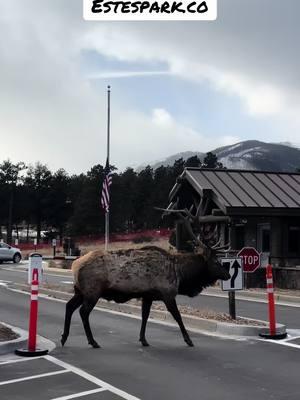 #estespark #estesparkcolorado #paseo #unpaseoporlosrecuerdos #♥️ #bonitodia #colorado #frio #hermoso #viralvideo #videoviralitiktok #naturaleza #naturalezaporelmundo ❤️#meencantapasear #familia #familialatina 