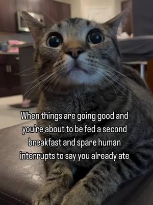 🤫🤐 #funnycatsoftiktok #funnycatvideos #catoftheday #cats #video #animecat #greytabby #tabbycat #cattok 