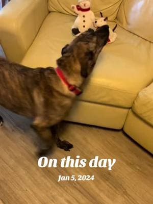 #onthisday #dog #dogs #cutedog #dogmomlife #funnydog #foryoupage #foryourpage #fyp #viralvideo #puppylove #puppies #puppy #chloeandcoby #dogsoftiktok #puppytiktok #puppydog #dogtok #singingdog 