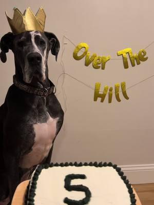 Happy 5th birthday to my “old” man. A milestone birthday I wasn’t sure we were going to make, and I’m so grateful we get to celebrate it #greatdane #bigdogs #dogsoftiktok #birthdaydog 