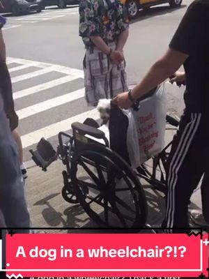 Have you ever seen a dog in a wheelchair? I have! 🤣 #nyc #onthestreet #dog #dogsotiktok #wheelchair #sorandom #random (A draft resurrected from the Covid times)