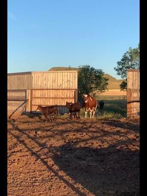 Funny how things turn out... #countingmyblessings #crookedcreekfarms #montanarawmilk #rawmilkdairy #microdairy 