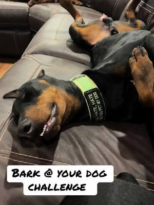 Taboo is a little dazed and confused after that deep sleep! #barkatyourdogchallenge #doberman #trending #trend #doglove #fyp