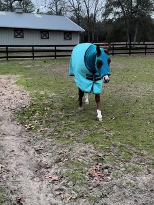 Halterless sleazy only sms practice on the fly for miss Bee😂 I always like to do little practice when I bring them in and out. It’s quick and keeps everyone sharp for showmanship (sms) #sms #showmanship #horses #fun 