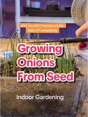 Indoor Gardening 🌱🌱 Tips for growing onions from seed🌱🌱 #gardening #plants #seedstarting  #gardentok  #onions  #homegardening #zone6 