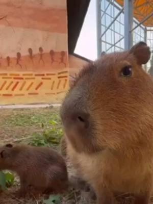 Capybara looks at you🤭 #capybara #babybara #capybaralover #capybarafanpage #cute #fun #capybaratiktok #chill #kpbl #capybarababy 