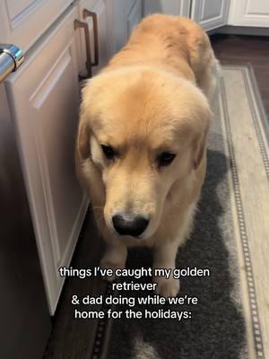 Let’s just say my golden retriever & his grandpa have a special bro bond 🫣🙄 as he is the first grandchild… #goldenretriever #dog 