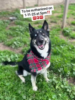 #paloma #shepherd #husky #shepsky #dog #dogsoftiktok #gsd #stray #shelter #shelterdog #fyp #fypシ #adoptdontshop #adopt #adoptme #urgente 