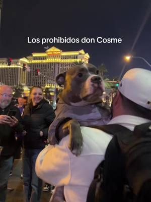 Snow es demasiado ambiente para pensar en otro 😂 #vegas #vegasstrip #2025 #perro #baile #doncosme 