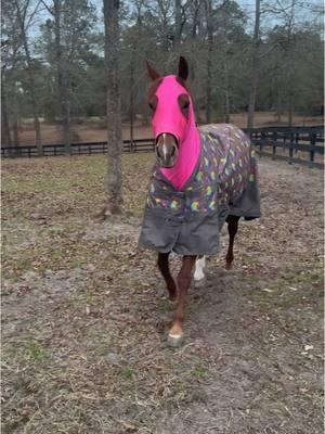 Hottie was feeling great today 😅 squealing and snorting away. The tape you see on her leg is to protect her hock from rubbing in the sand when she is laying down outside, she had a little rub on it a few weeks ago and want to make sure it’s protected while the hair grows back. #horses #squealing #snort #silly #happy #farm 