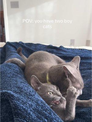 PSA no cats were harmed😀  #catsoftiktok #cattok #cats #catlover #russianblue #greycat #greycatsoftiktok #catfight 