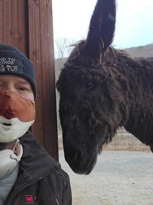 Lily is in her 40s, her mini horse brothers are 20ish, 12, and 3. I'm the oldest obviously and just tested negative for Covid, so can ditch the mask tomorrow around the animals, my hubby is still fighting it, I got off easy ❤️ #broomeanimalsanctuary #veganfortheanimals #choosecompassion #animalsanctuary #friendsnotfood #donkeys #minihorses 