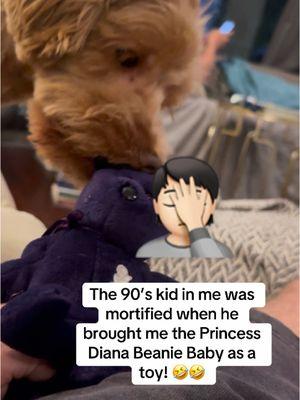 🤣🤣#beaniebaby #beaniebabies #princessdianabeaniebaby #princessdiana #bear #stuffedanimals #stuffedanimal #atuffed #toy #plushtoys #plushy #90s #90skids #90skid #90sthrowback #schnauzer #minischnauzer #miniatureschnauzer #minischnauzersoftiktok #schnauzersoftiktok #puppy #dog #dogsoftiktok #pet #PetsOfTikTok #vibe 