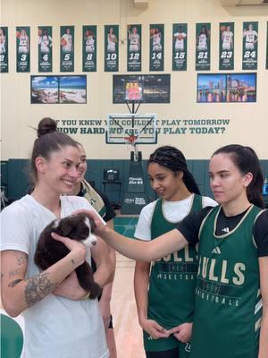 i love my job!!! 🏀🐶 #usf #southflorida #gobulls #basketball #puppy #puppies #sports #sportstiktok #sportssocialmedia #southfloridabasketball #womensbasketball 