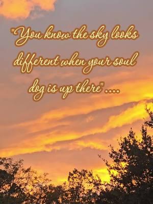 I never wanted to know what life was like living without my soul dog, but I know that's not reality. I pray she's getting all of the belly rubs and treats up in doggy heaven. 💔🥺🪽🌈 #dogloss #sky #story #rainbowbridge #heaven #skypictures #souldog #seniordog 