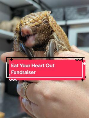 Valentine's Day is right around the corner but who cares about love? This is for REVENGE. For just $5-$25, you can have an animal of your choice eat something named after someone on your sh!t list and get a Valentine or a video. Click the 🔗 in b!0 to donate! #WestmeisterFarm #Fundraiser #EatYourHeartOut #Heartbreak #Armadillo #Skunk #Owl #ShitList 