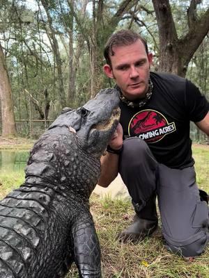 That’s a friendly sound right??😅😂 She’s feeling very vocal and a little snappy! Actually, she was really trying to adjust her jaws and the chicken, not snap at me, but from my angle in the moment I couldn’t really tell until I watched the video back lol. ~~~Our rescue gators are wild caught nuisance gators that would’ve otherwise been destroyed. The state of Florida destroys 8,000 “nuisance” gators annually, but we don’t have a nuisance gators problem but rather a nuisance HUMAN problem. 1k people a day move to FL, unsustainably developing the land, and a lot of ignorant people making a nuisance out of themselves. NEVER feed a wild gator, never have kids or pets near the water, and never swim in gator habitat! And of course, never attempt anything you see in my videos!If you would like to donate to the care of the sanctuary animals, we greatly appreciate any support!! You can make a tax deductible donations directly through our website bellowingacres.org @bellowingacres #animaleducation  #Rescue #AnimalRescue #AnimalSanctuary #ExoticAnimals #Animals #Animals #CuteAnimals #educational    #Gator #Alligator #crocodile #nilecroc #nilecrocodile   #reptile #scicomm #rescuegator CG 