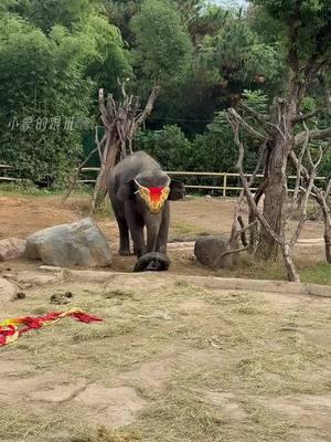 Yumei, you can consider participating in the national football team with your footwork#FootArtElephant #DragonofDragons #AsianElephant 