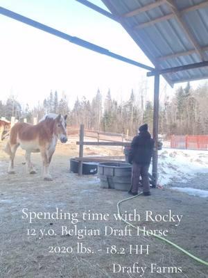 lovin' on my boy Rocky when he comes down to grab a drink  #belgiandrafthorse #beproudofyou #staypositive #BIGs #focusonthegood #draftyfarms #ourheaven #barnlife #blessed #mainelife 