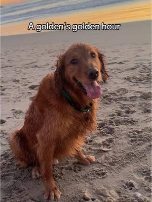 Golden hour with a golden #goldenretrieverlife #goldenretrieversoftiktok #puppytiktok #dogmomsoftiktok #dogbestfriend #goldenretriever #dogsofla #beachdog 