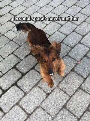 dachshund things #clingydog #dogsoftiktok 