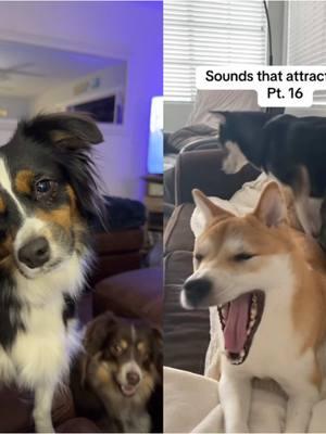 #duet with @Flock of Shibas 🐕🐕🐕 #sounds #aussie #miniaussie #miniamericanshepherd #mas #photobomb #blacktri #headtilt #dogmom #sillydog #funnydog #doglove #doglife #aussie #aussielove #aussiemom #aussiesoftiktok #dogsoftiktok #herdingdogs #workingdogs 