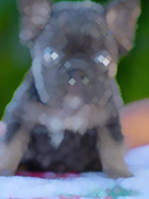 Blue tri (fluffy )boy 💙 📨ℹ️🐶 #motivational  #bigropefluffy #isabellafluffy #dmvfrenchies #mdfrenchies  #maryland #virginia  #frenchbulldoglove  #frenchbulldogsofinstagram  #frenchbulldogpuppy #photooftheday #availablepuppies  #availablefrenchiepuppies