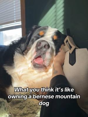 can’t win em all #greenscreenvideo #berner #fyp #foryou #bernesemountaindog #bernersoftiktok #trend #reality #puppy #naughty #stubborn #foryoupage #bernesemountaindogpuppy 