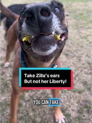 Zilla has opinions. #zilla #godzilla #malinois #malinoisoftiktok #belgianmalinois #malinoisbelgian #belgianmalinoisoftiktok #malinoislife #malinoisworld #malinoisdog #dogtok #dogsoftiktok #chatter #ears 