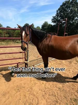 She’s seen a lot of mud. If you don’t ride your colts in ANY kind of weather your not a real trainer. (Joking)#capcut #fypage #capcutvelocity #funknocapcut #equestrian #barrelracer #funk #horseintraining #horserider #viralvideo_07 #viral #meme #newhorse #rodoetok #oldhorse #horse #wheneverwherever #horseriders 