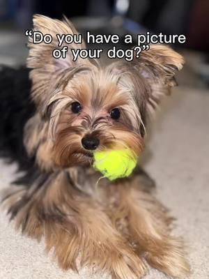 Why, yes I do #tiktokyorkies #yorkies #foryoupage #foryou #fypシ゚viral #fyp #fy #puppiesoftiktok #dog #beautiful #michigan #Love #fypシ #f #cute #pretty #puppy #poodles #❤️❤️❤️❤️❤️ 