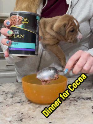 Life with Cocoa Chanel! 🥹🫶 sorry for the background noise! #puppy #puppies #fosteringsaveslives #dog #puppyroutine #puppytiktok #bekind 