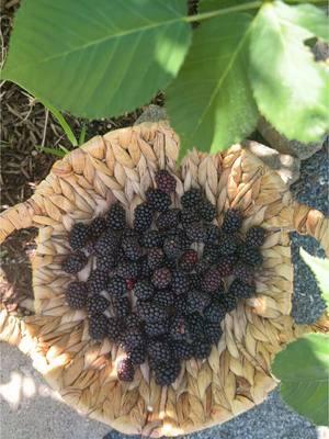 Cannot wait for blackberry season this year 🤩 definitely will NOT be making these again though 🤣 #gardenharvest #growyourownfood #blackberries #organicgardening 