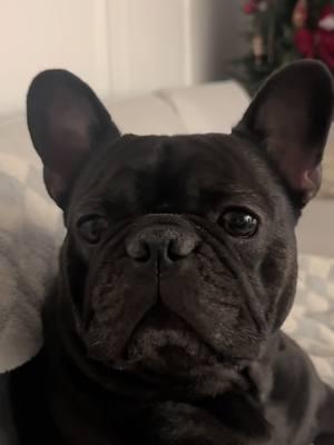 Frenchie love #frenchbulldog #frenchiesoftiktok #funnyfrenchies #frenchies 