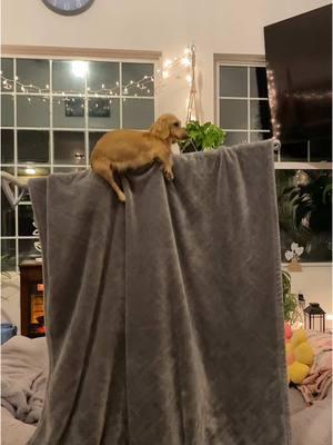 Rio defies gravity  #dachshund #dachshundsoftiktok #miniaturedachshund #trending #holdingspace #defyinggravitychallenge #minidoxie #dogsofttiktok #weineedog #sausagedog #viralvideo 